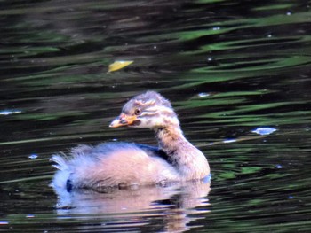 Australasian Grebe Centennial Park (Sydney) Fri, 2/2/2024