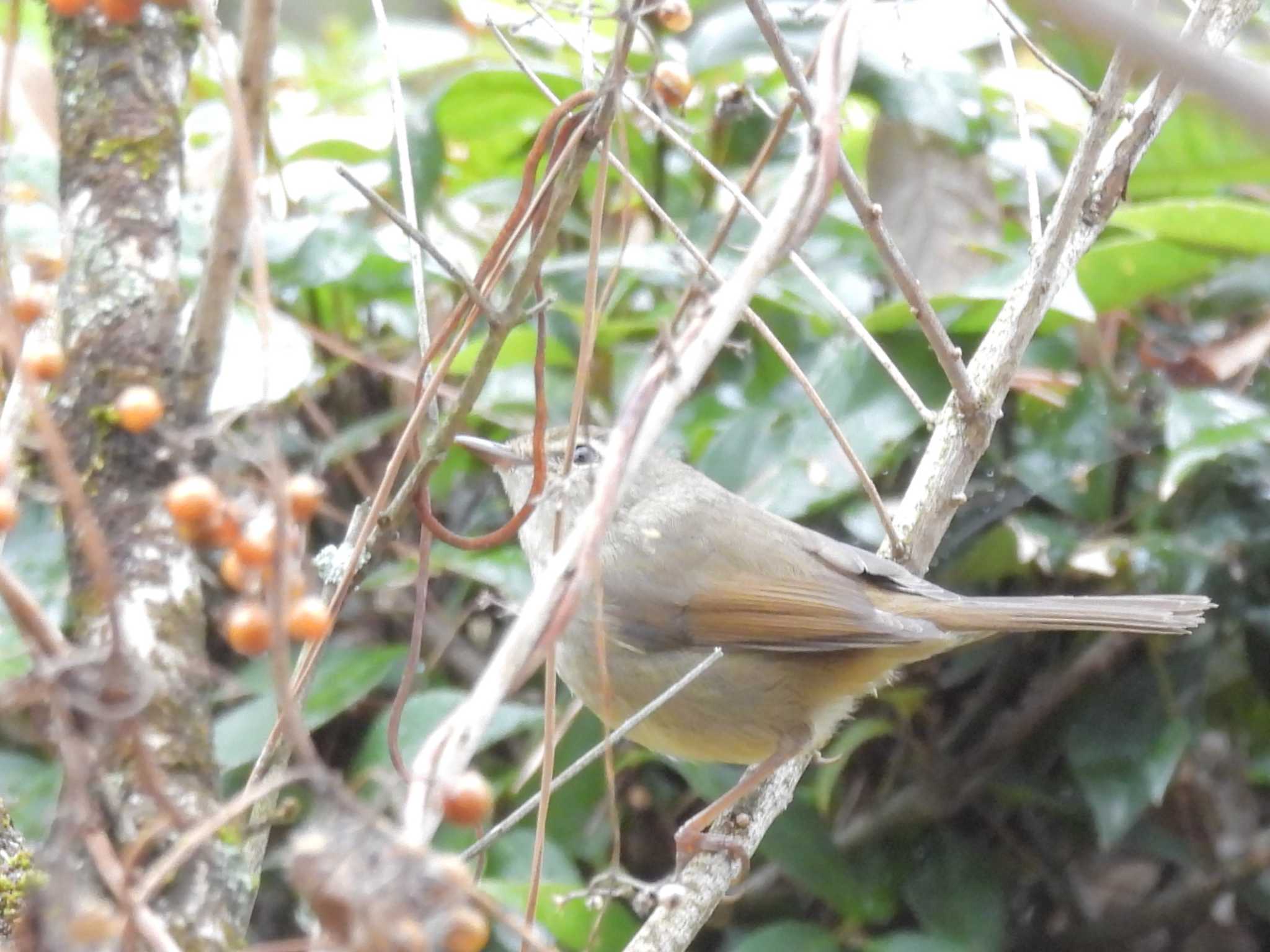 Japanese Bush Warbler