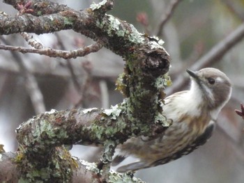 2024年2月19日(月) 京都御苑の野鳥観察記録