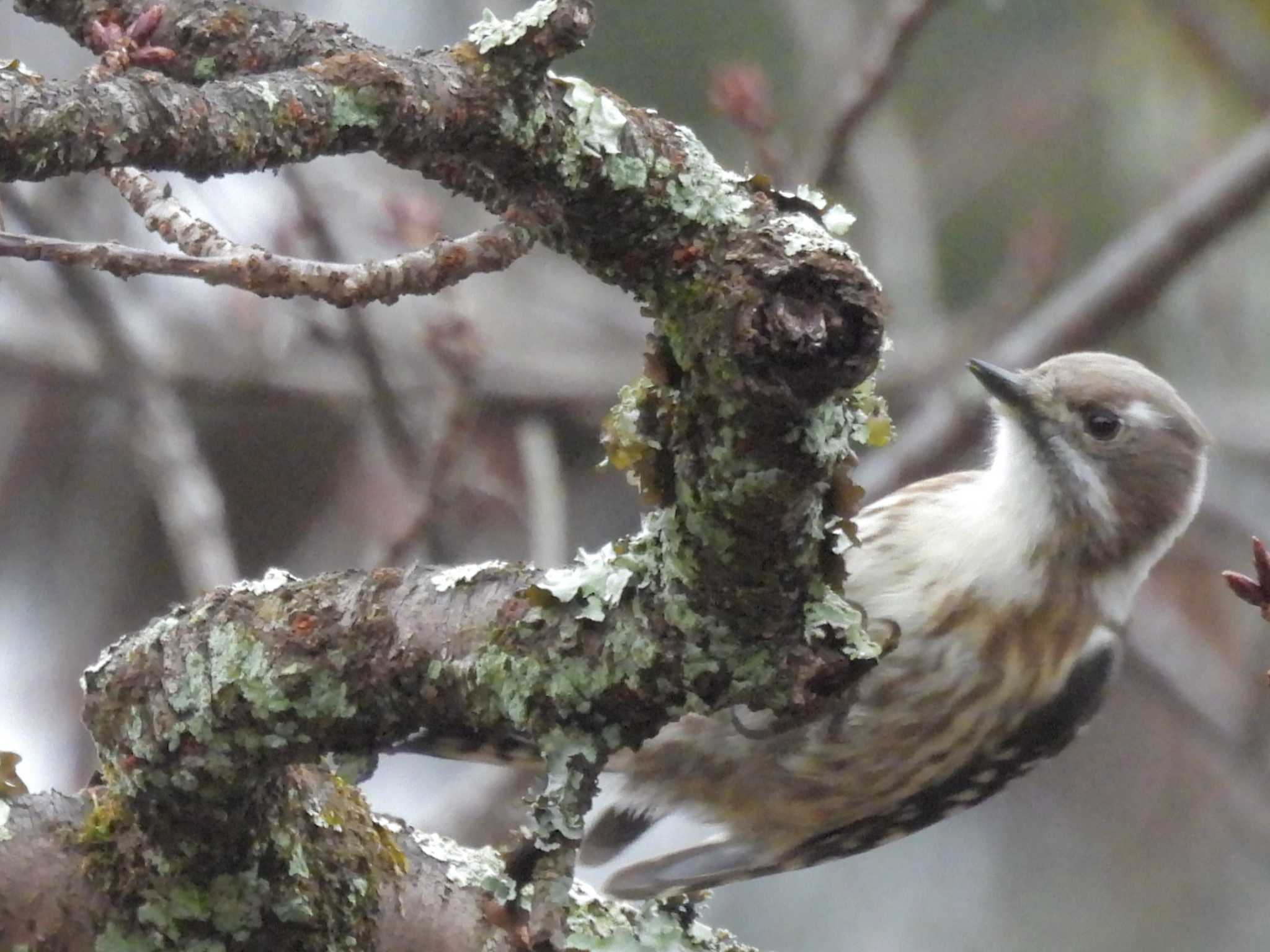 Japanese Pygmy Woodpecker