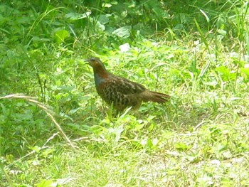 Chinese Bamboo Partridge 横浜自然観察の森 Sun, 6/13/2021