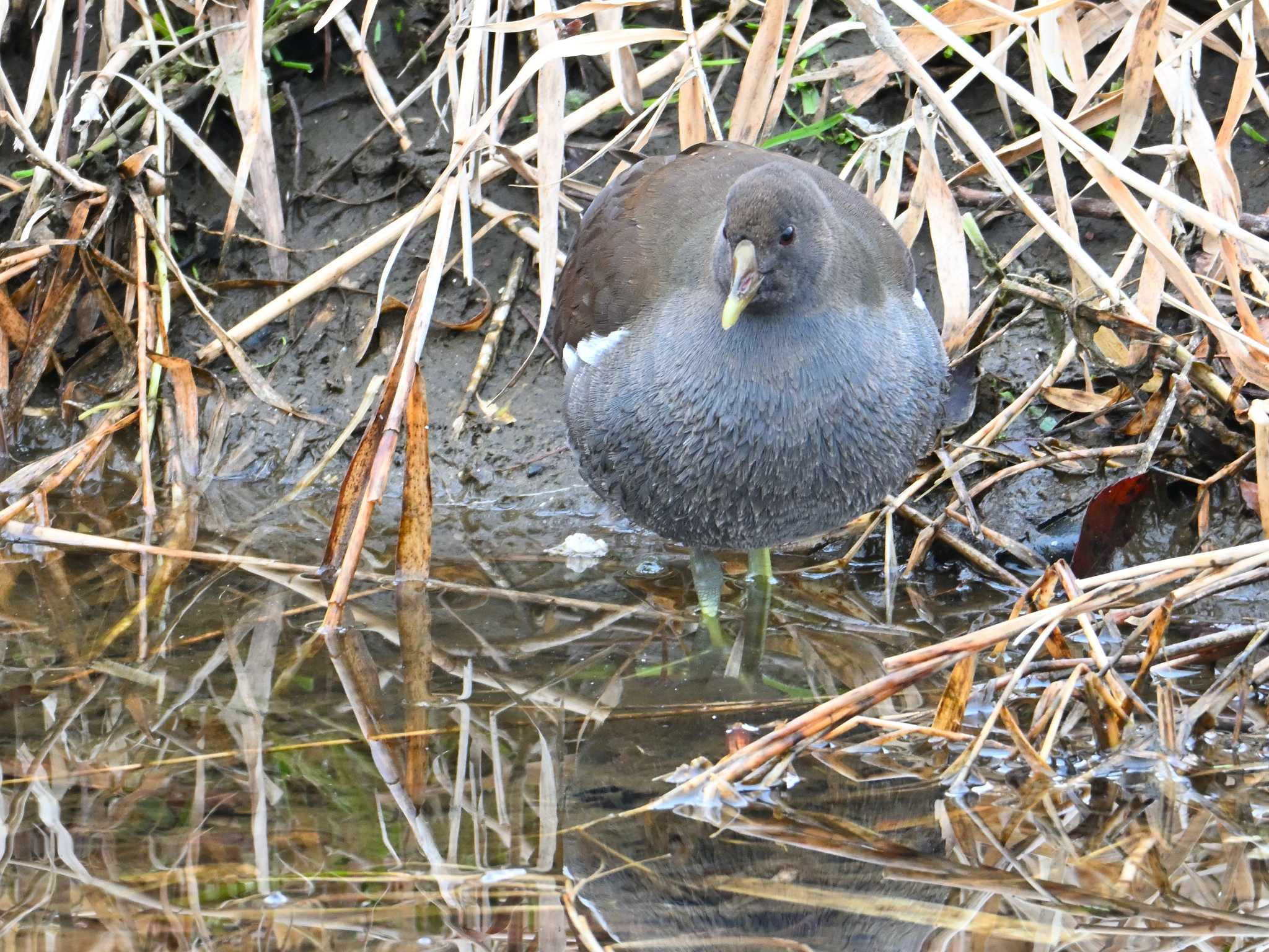 Common Moorhen