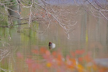 2024年2月17日(土) 甲府市の野鳥観察記録