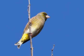 2024年2月12日(月) 多摩川トライアングルの野鳥観察記録