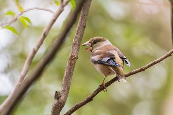 Hawfinch Shakujii Park Mon, 2/19/2024