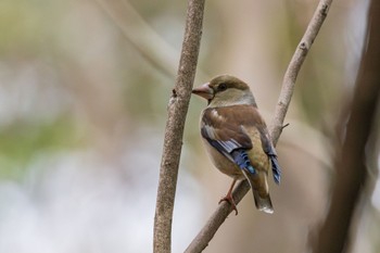 Hawfinch Shakujii Park Mon, 2/19/2024