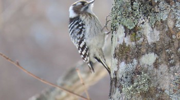 Japanese Pygmy Woodpecker(seebohmi) 春採湖 Sat, 2/17/2024