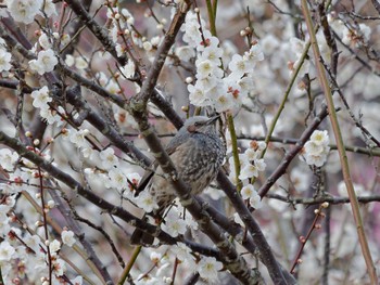 ヒヨドリ 横浜市立金沢自然公園 2024年2月19日(月)