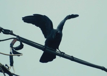 Mon, 2/19/2024 Birding report at 平和の森公園、妙正寺川