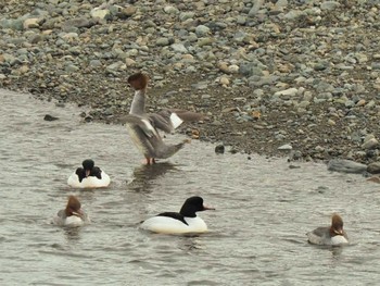 Common Merganser 相模大堰 Sun, 2/18/2024