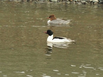 Common Merganser 相模大堰 Sun, 2/18/2024