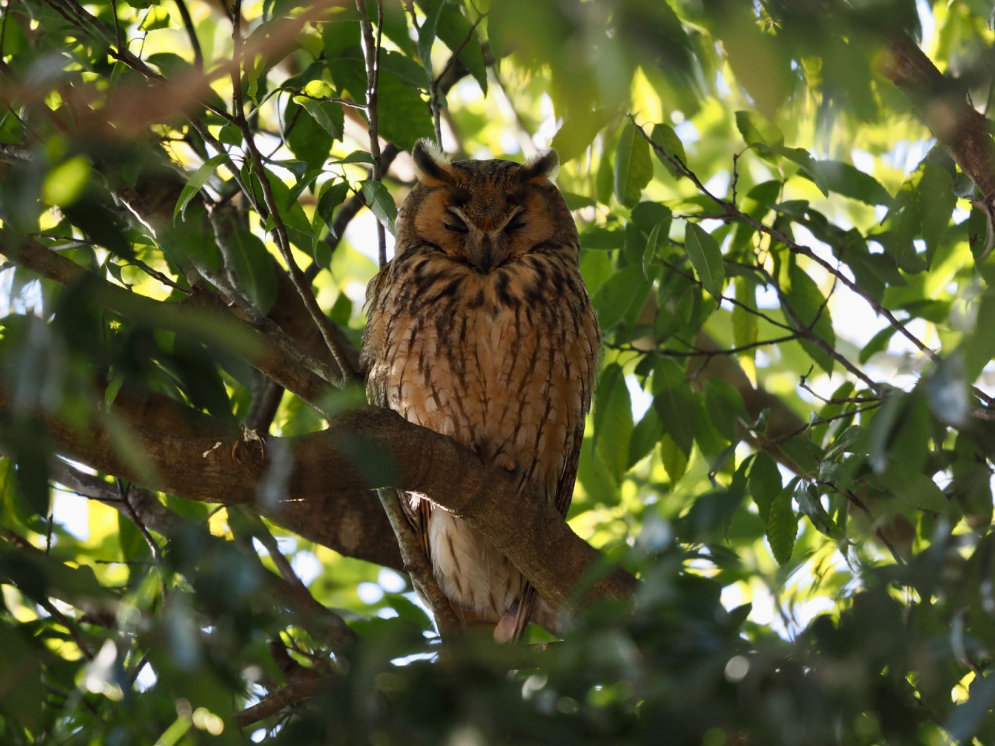  トラフズクの写真 by 孝一