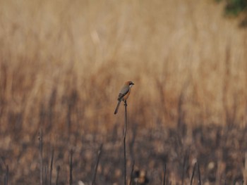 モズ 引地川親水公園 2024年2月18日(日)