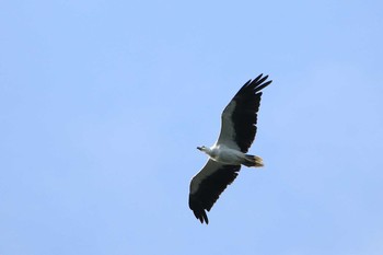 White-bellied Sea Eagle East Seram Sea (Indonesia) Sun, 10/21/2018