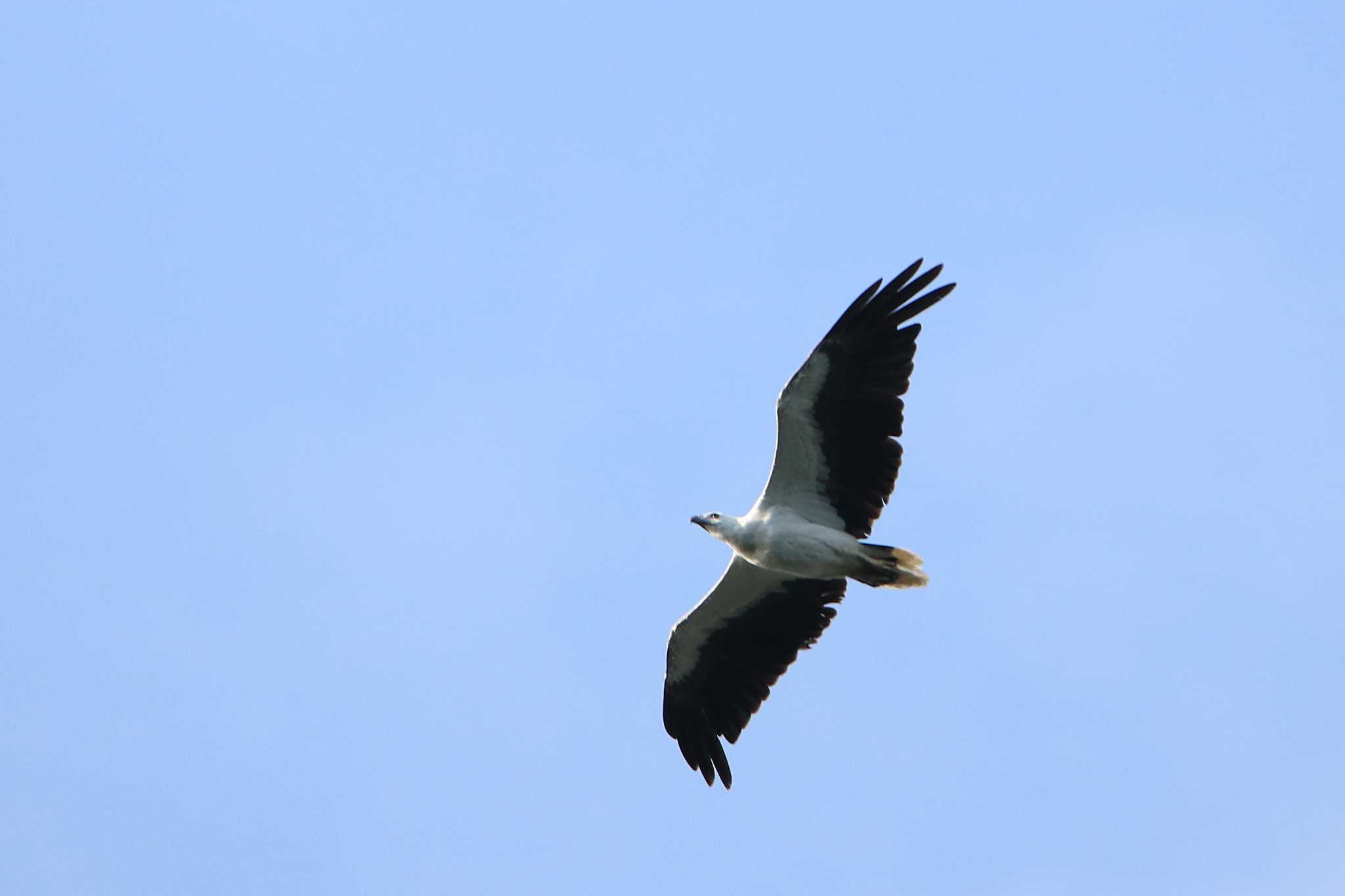 Photo of White-bellied Sea Eagle at East Seram Sea (Indonesia) by とみやん