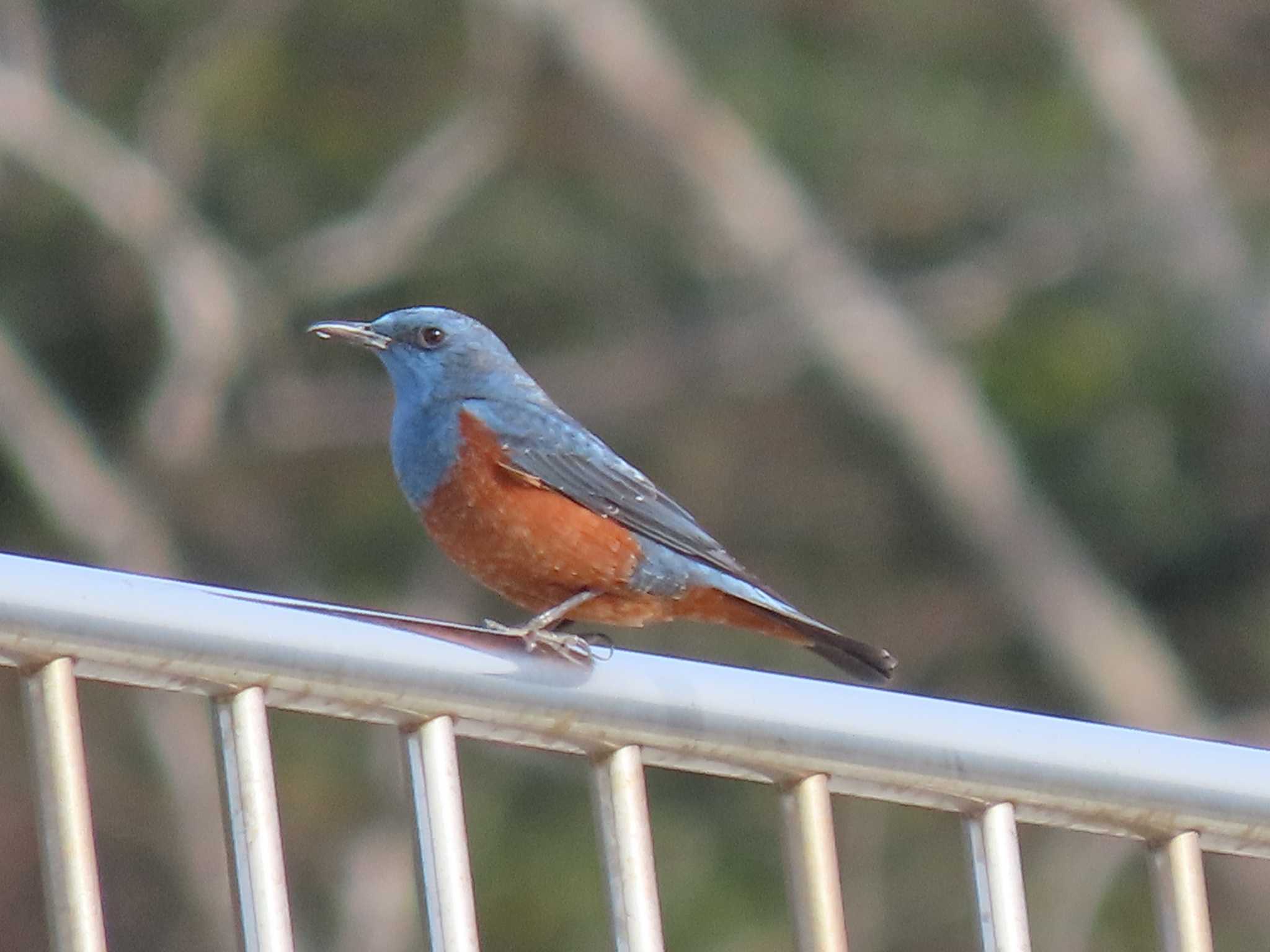 Blue Rock Thrush