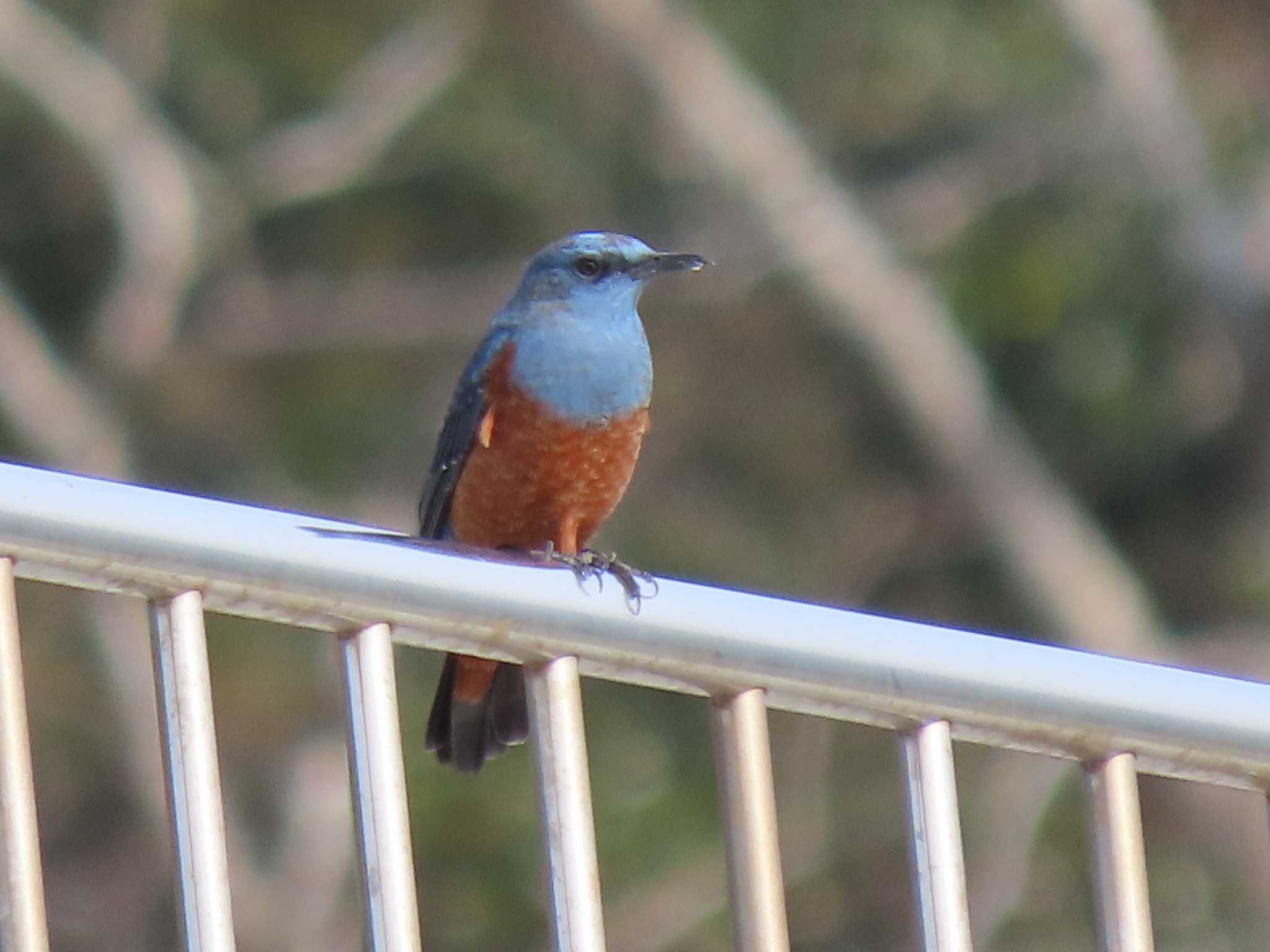 Blue Rock Thrush