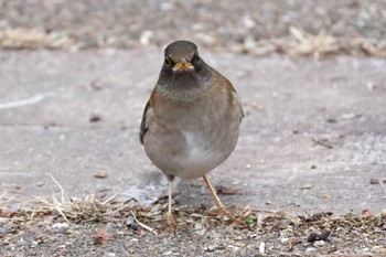 Pale Thrush Arima Fuji Park Sun, 2/18/2024