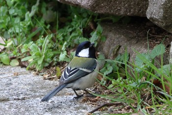 Japanese Tit Arima Fuji Park Sun, 2/18/2024