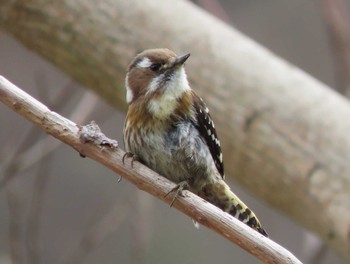 Japanese Pygmy Woodpecker 宇治川 Sun, 2/18/2024