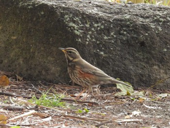 Thu, 2/1/2024 Birding report at 鶴舞公園