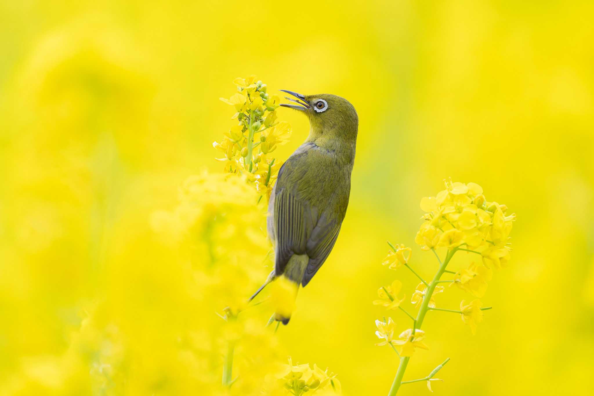 Warbling White-eye