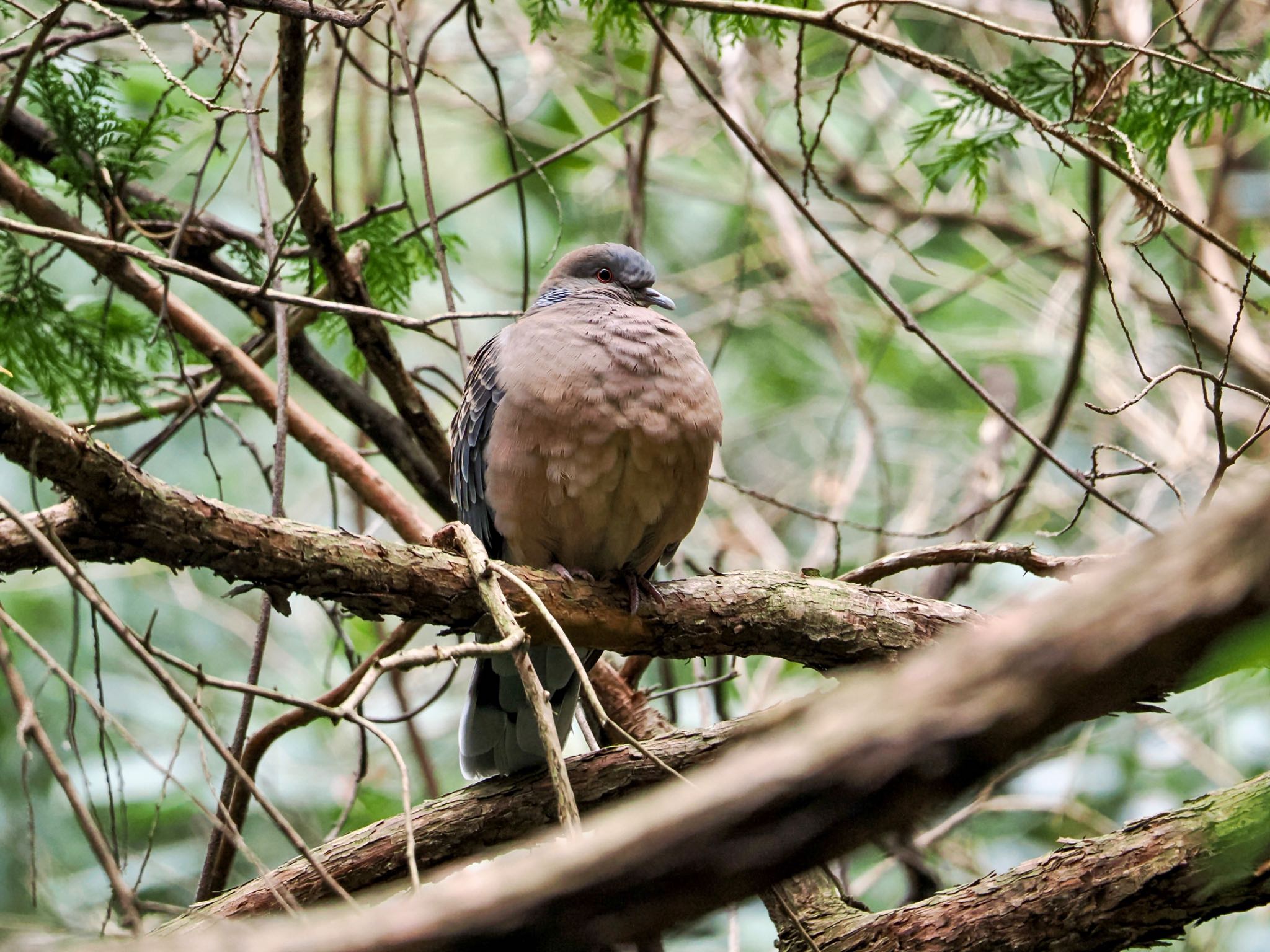 Oriental Turtle Dove