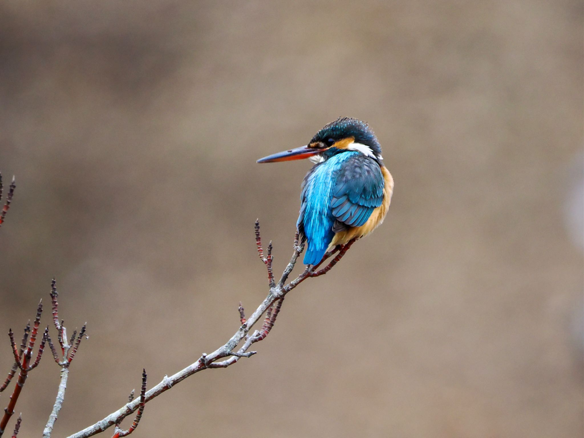 Common Kingfisher