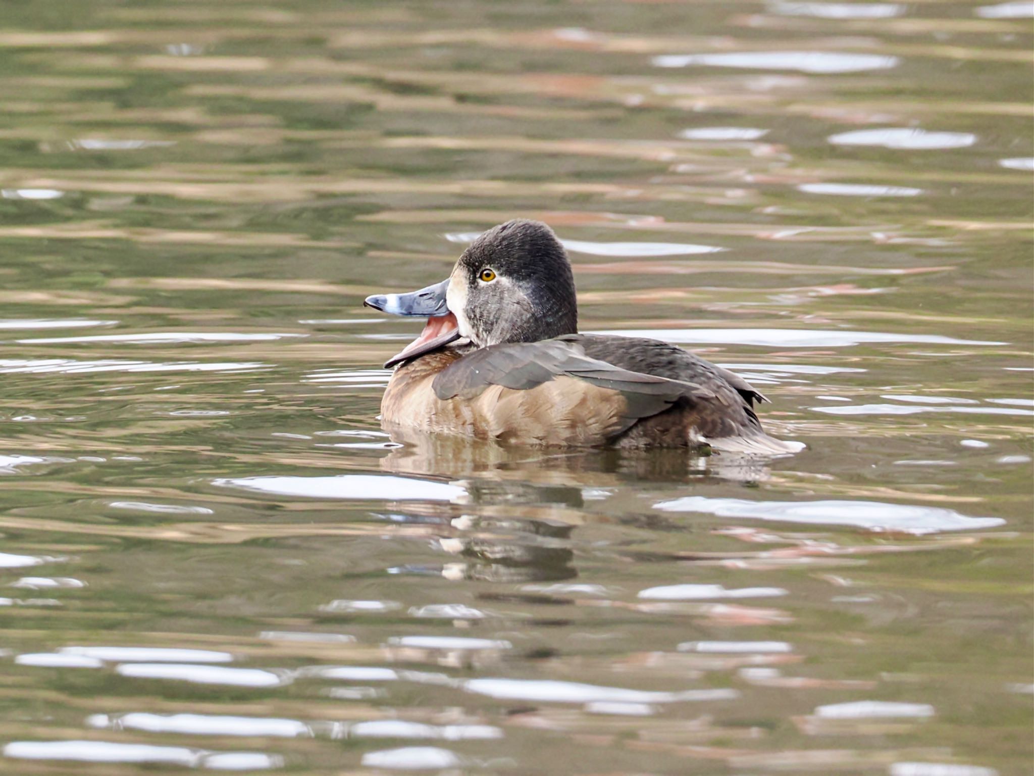 Ring-necked Duck