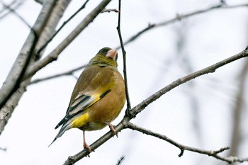 カワラヒワ 加木屋緑地 2024年2月17日(土)