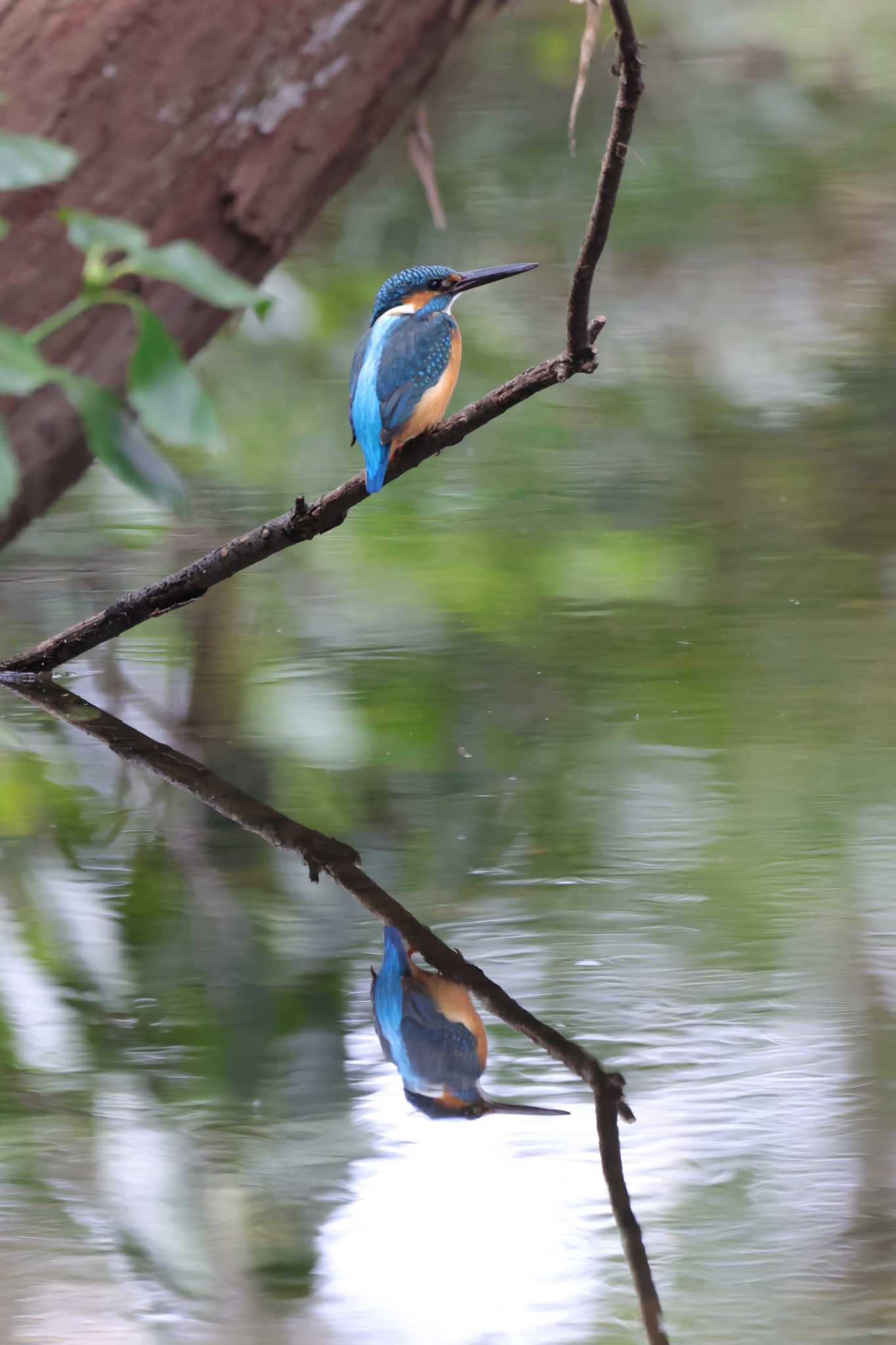 埼玉県鶴ヶ島市 カワセミの写真 by kingfisher_hidaka