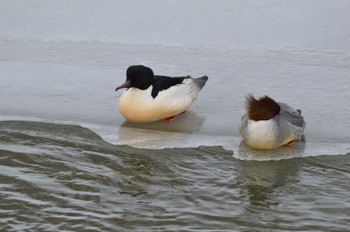 Common Merganser 真駒内川 Sat, 2/17/2024