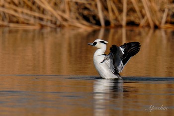 Sun, 2/18/2024 Birding report at Shin-yokohama Park