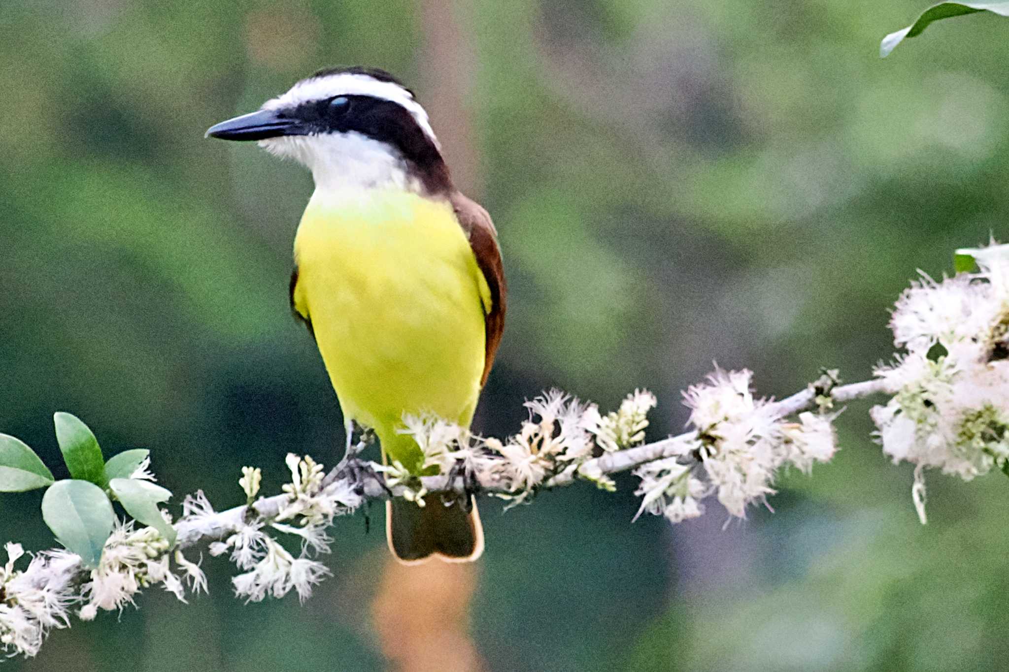 Photo of Great Kiskadee at Pierella Ecological Garden(Costa Rica) by 藤原奏冥