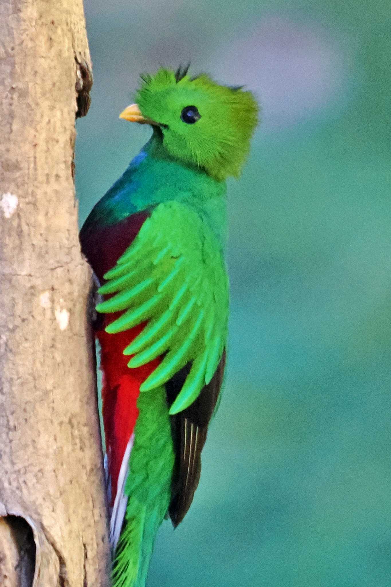 Trogon Lodge(Costa Rica) カザリキヌバネドリの写真 by 藤原奏冥