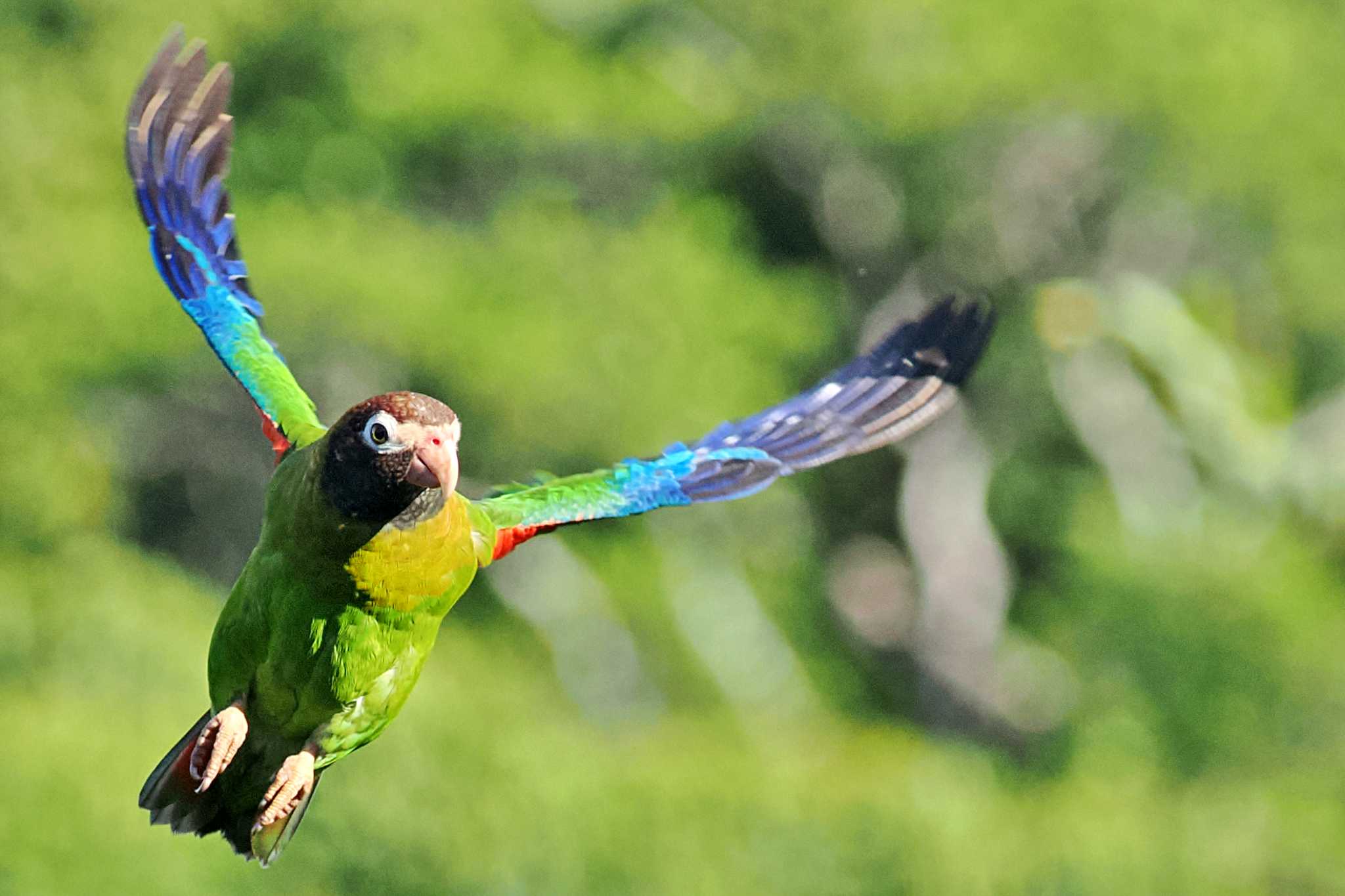 San Gerardo De Dota (Costa Rica) アカミミインコの写真 by 藤原奏冥