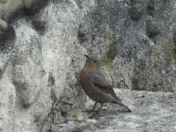 Blue Rock Thrush 相模大堰 Sun, 2/18/2024