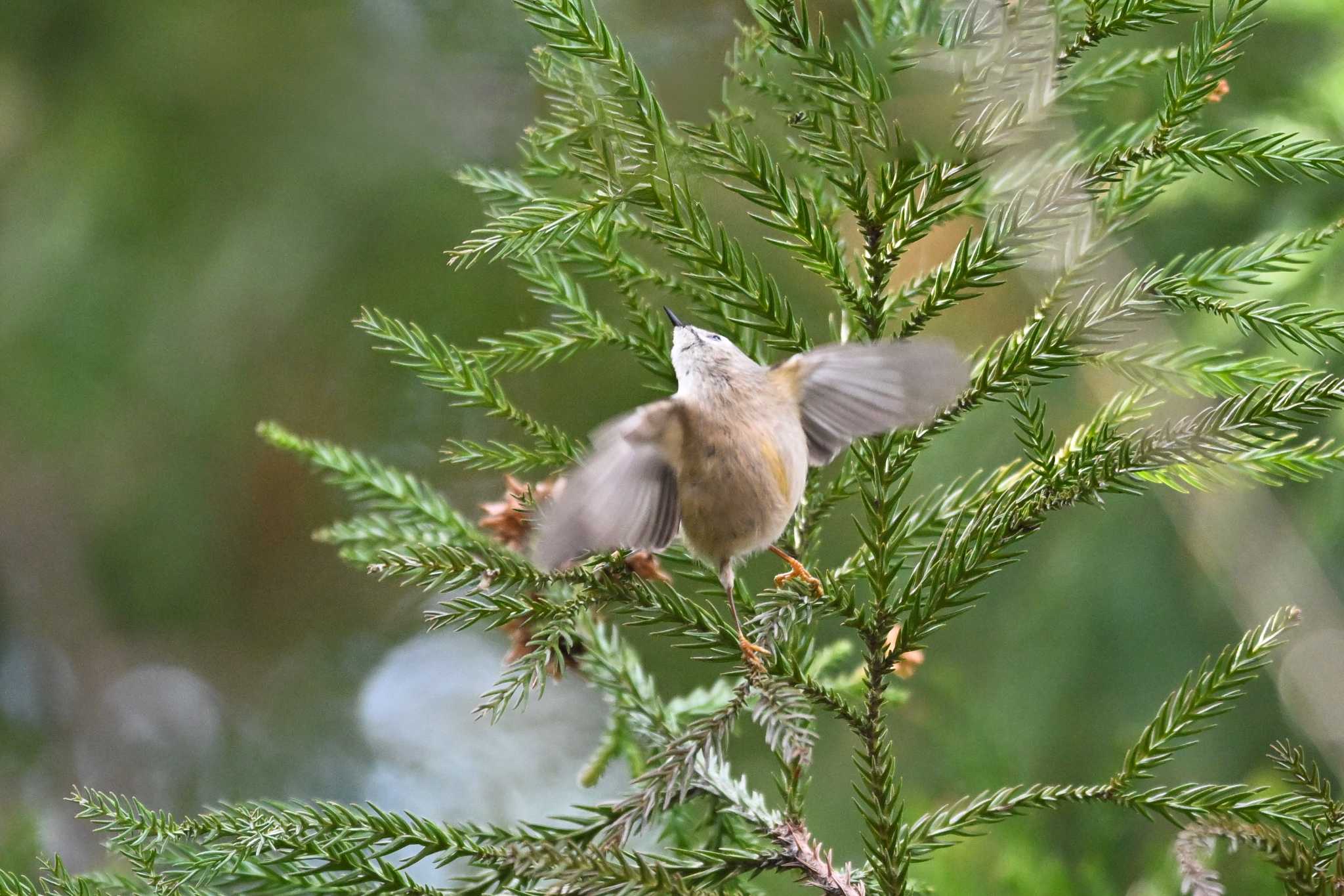 Photo of Goldcrest at 栃木県 by Yokai