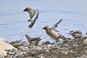 Japanese Waxwing 群馬県 Sat, 2/17/2024