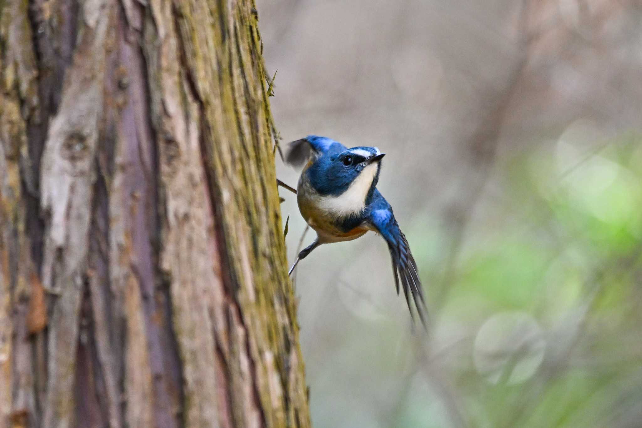 Photo of Red-flanked Bluetail at 栃木県 by Yokai