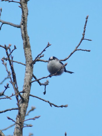 Long-tailed Tit 高崎自然の森 Mon, 2/12/2024