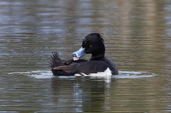 Sat, 2/17/2024 Birding report at 大阪 淀川河川公園