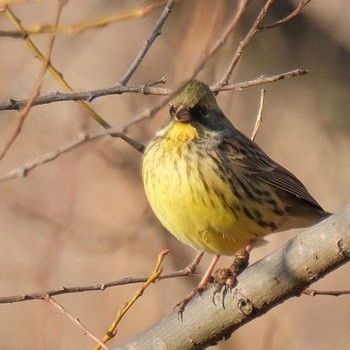 アオジ 守谷野鳥のみち 2024年2月12日(月)