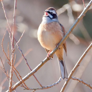 ホオジロ 守谷野鳥のみち 2024年2月12日(月)