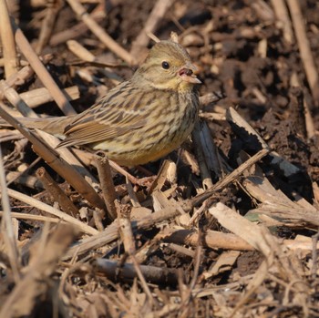 Masked Bunting 守谷野鳥のみち Mon, 2/12/2024