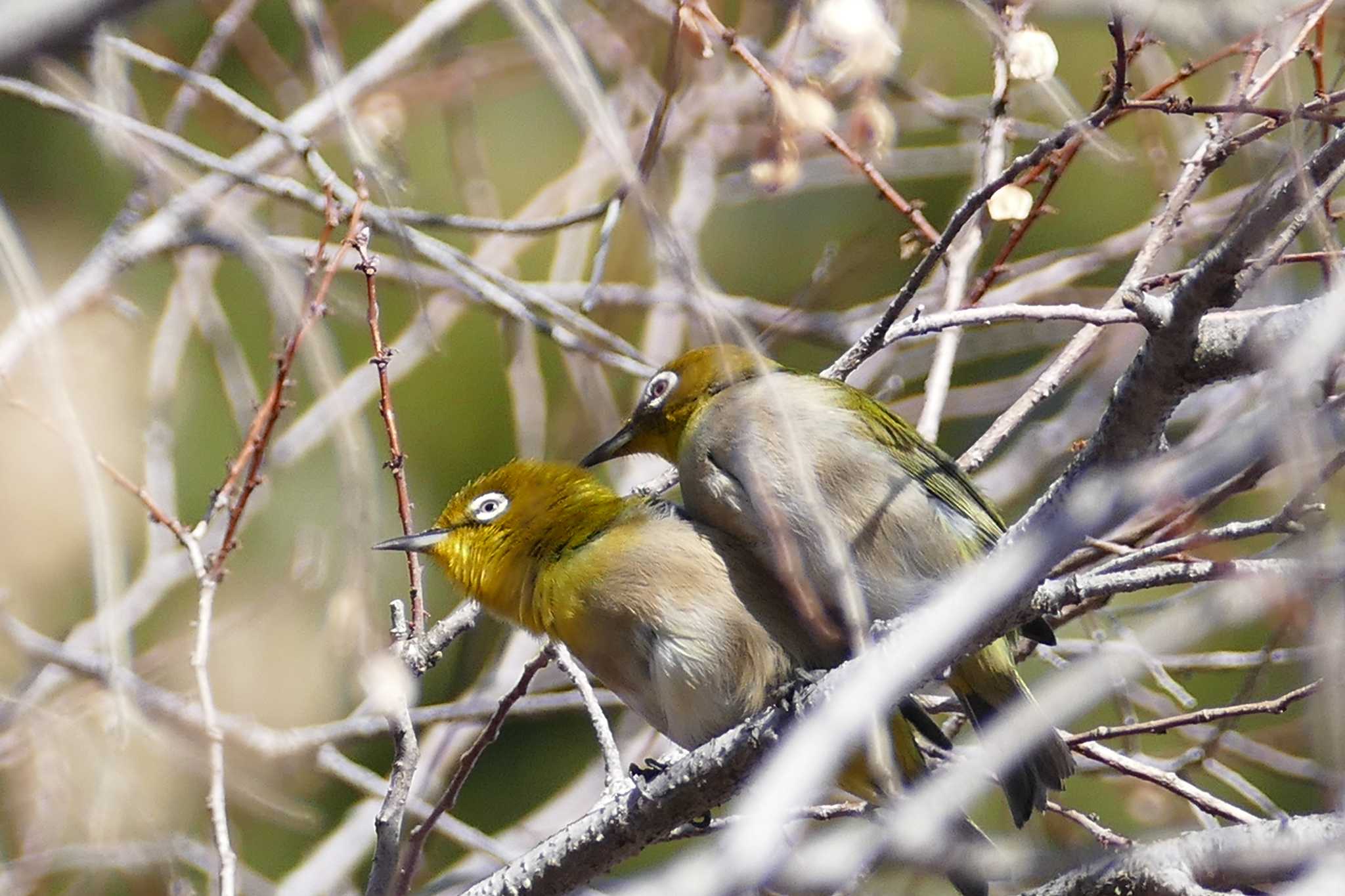 Photo of Warbling White-eye at 東京都 by アカウント5509