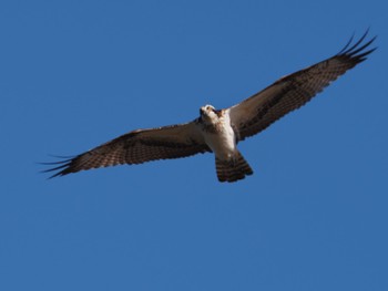 Osprey 菅生沼 Sat, 12/23/2023