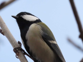 Japanese Tit 摂津峡 Mon, 1/1/2024