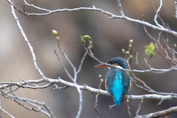 Common Kingfisher Amami Island(General) Mon, 2/19/2024