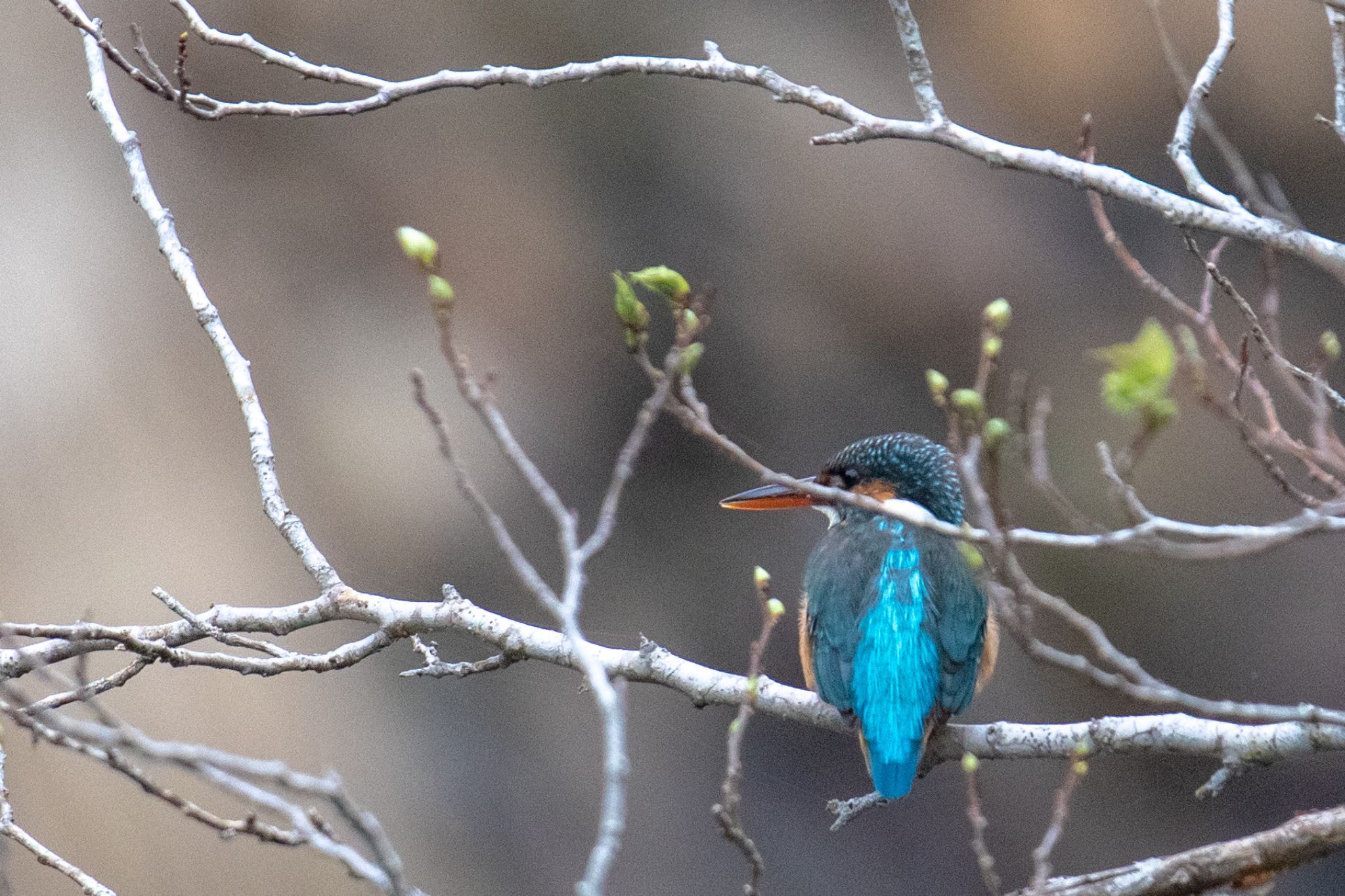 Photo of Common Kingfisher at Amami Island(General) by 東海林太郎